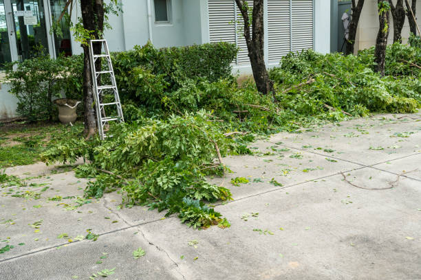 How Our Tree Care Process Works  in  Redwater, TX